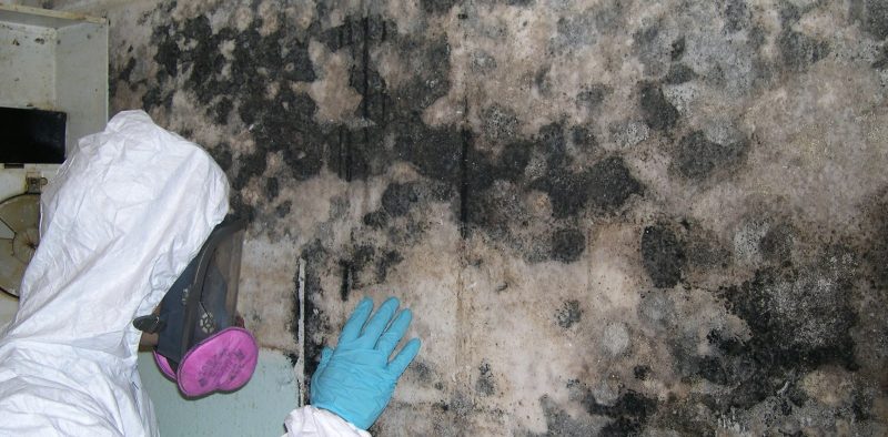 florida-mold-removal-mold-in-wall